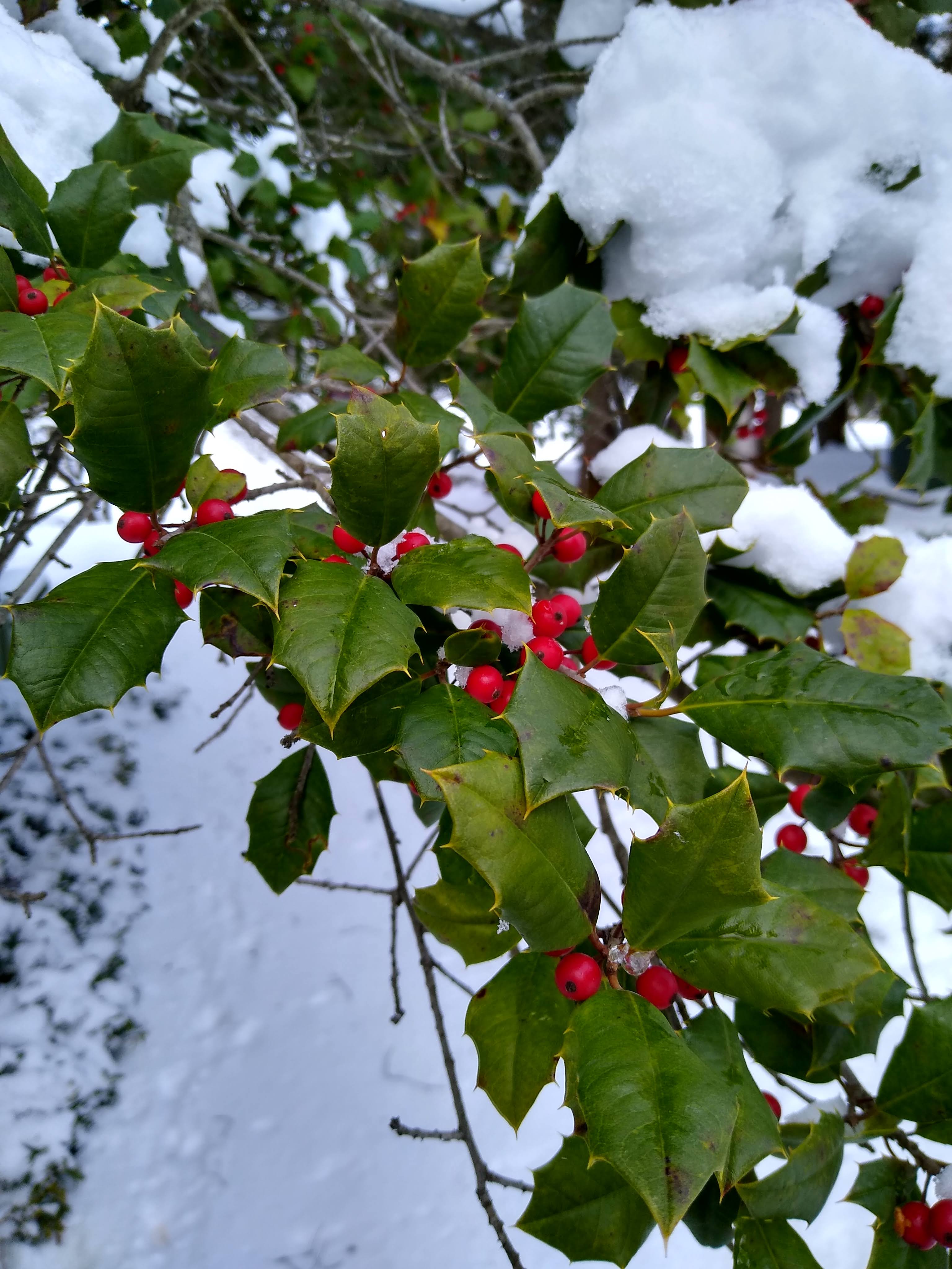 Holly branch with leaves and berries covered in snow