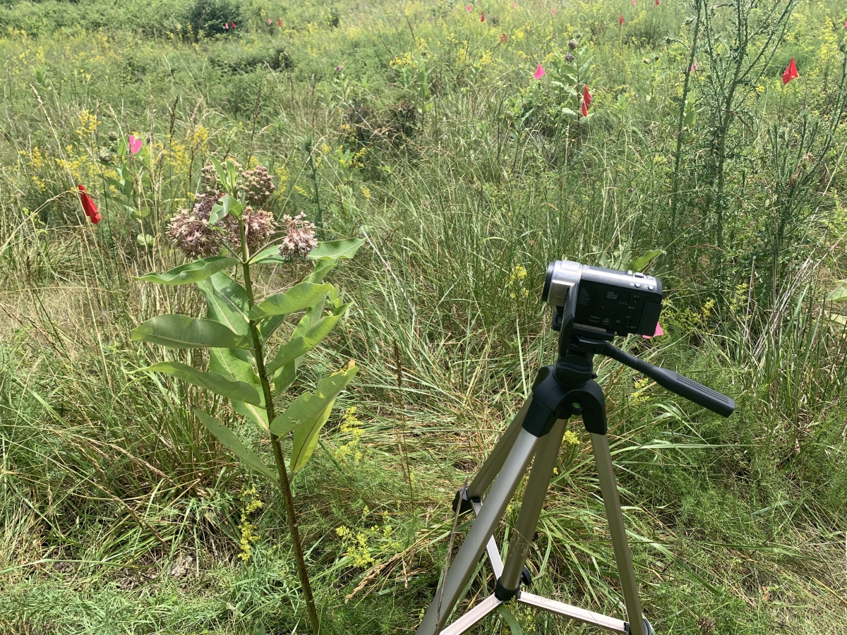 A digital video camera is aimed at the flowers of a milkweed plant in a meadow