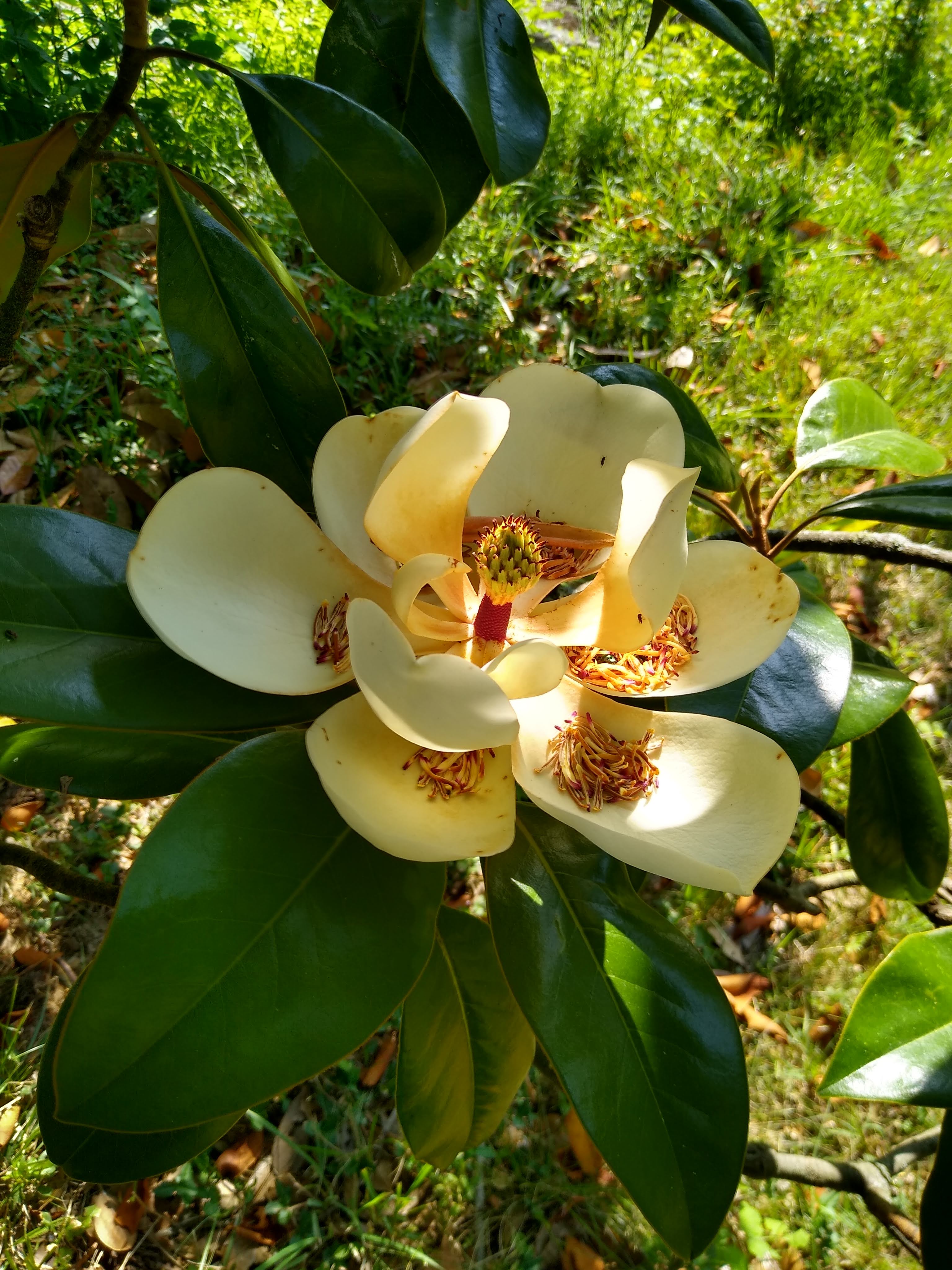 Magnolia flower and leaves