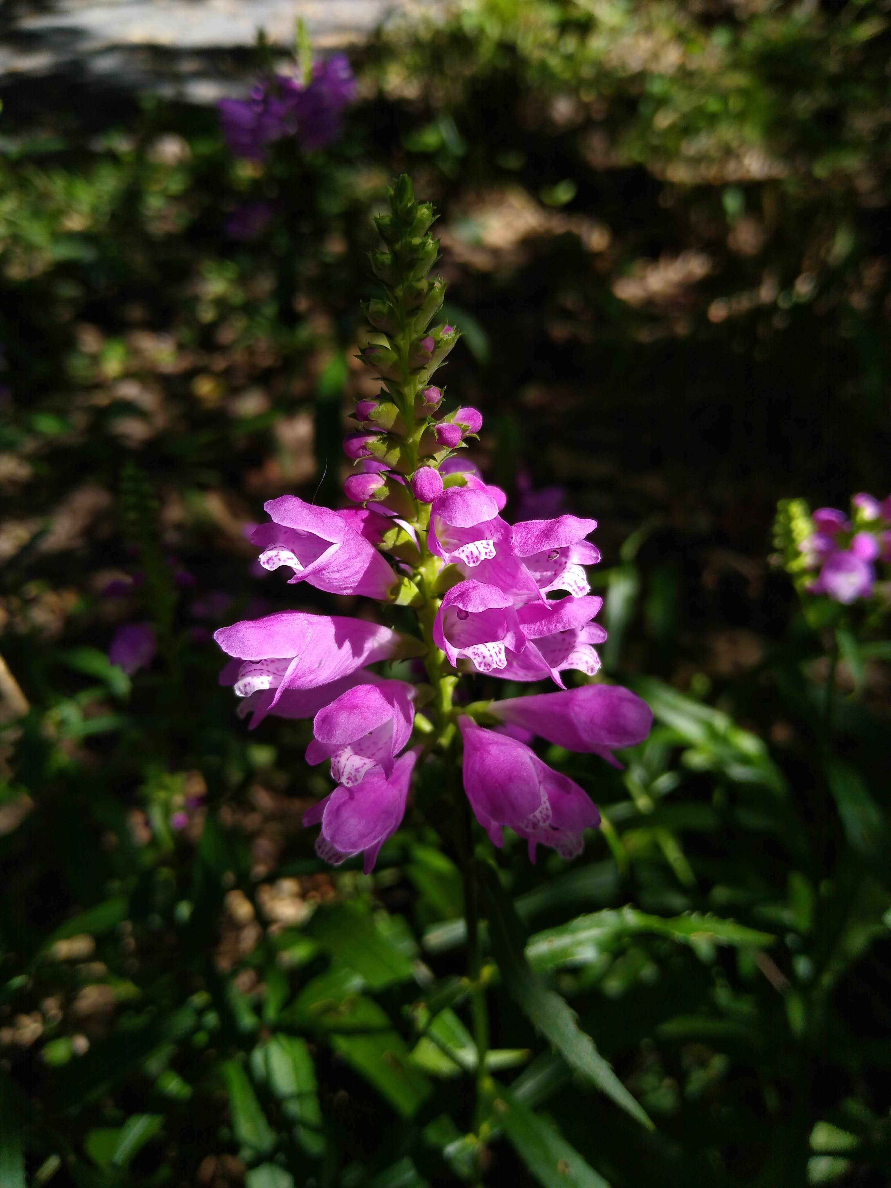 Spike of purple flowers in a shady woodland