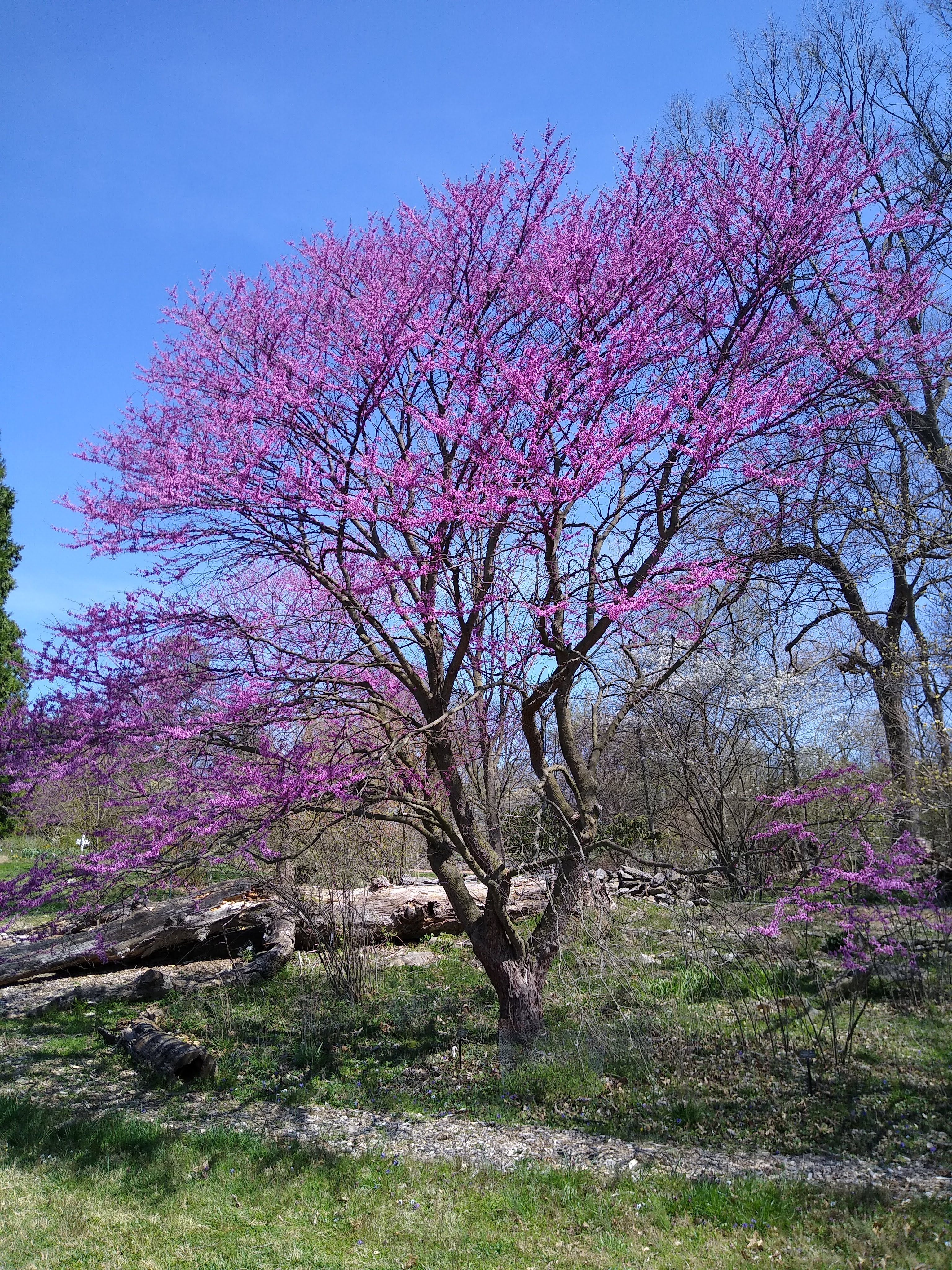 flowering redbud tree