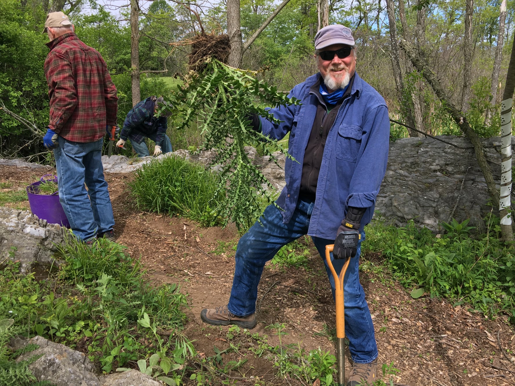 male volunteer holding up a thistle plant in his right hand and a shovel in his left