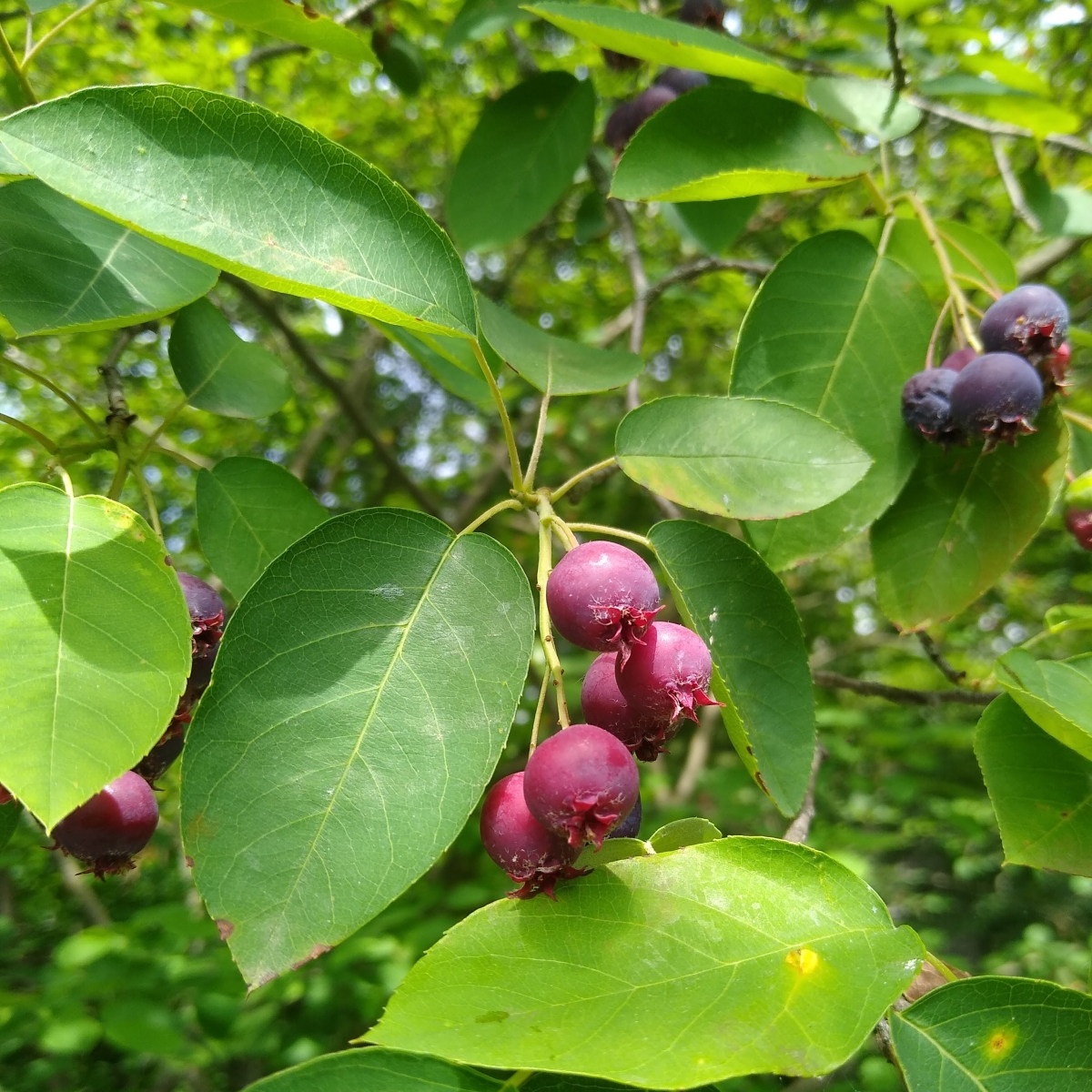 Red and purple berries on a tree branch