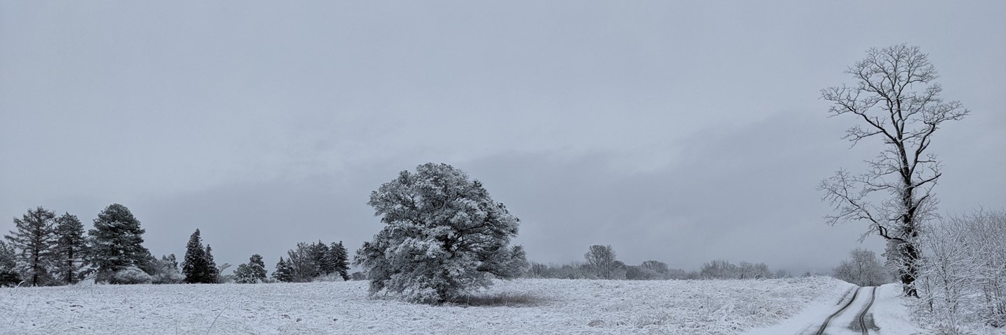 A winter scene with trees and snow