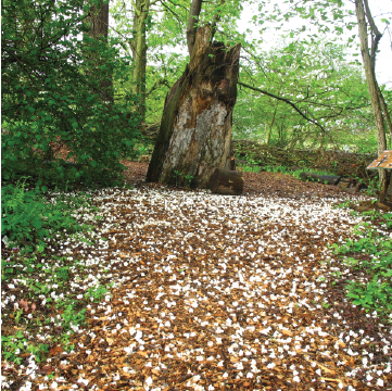 Mulch path with large tree stump