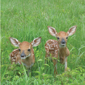 Two fawns lying in grass