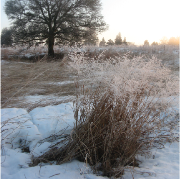 Switchgrass and Tree with Frost