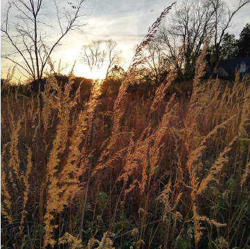 Indian Grass at Sunset
