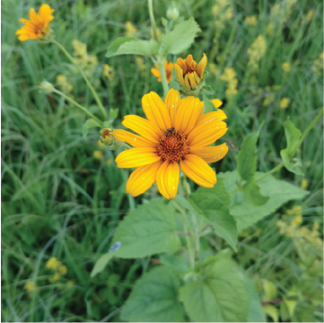 False Sunflower in Meadow