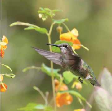 Ruby Throated Hummingbird with Jewelweed