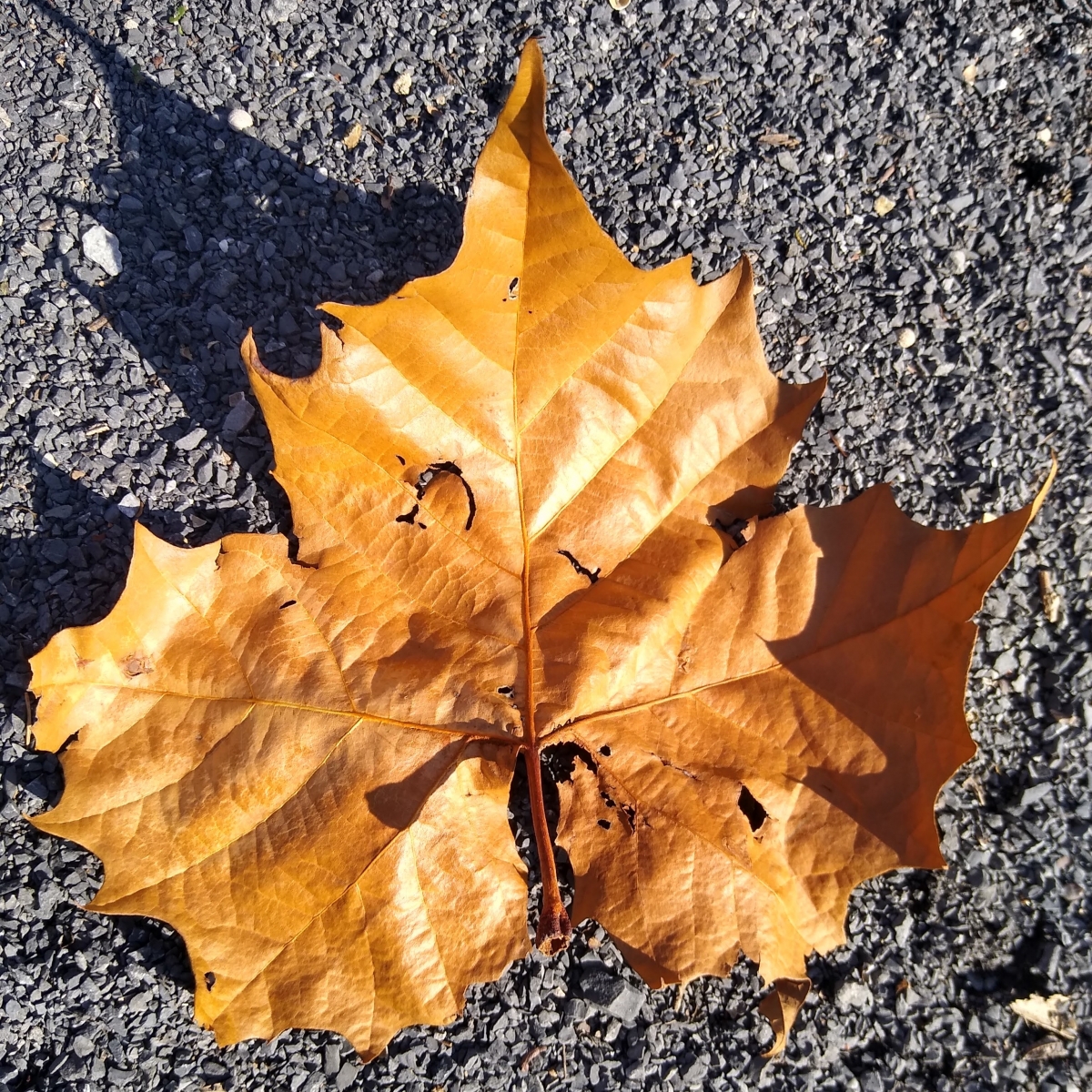 Brown sycamore leaf