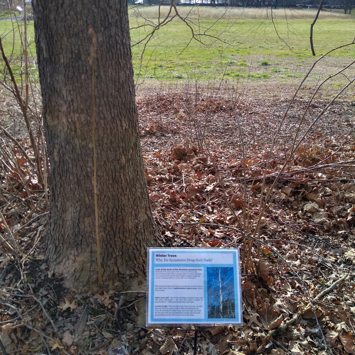 tree trunk with sign next to it and grass in background
