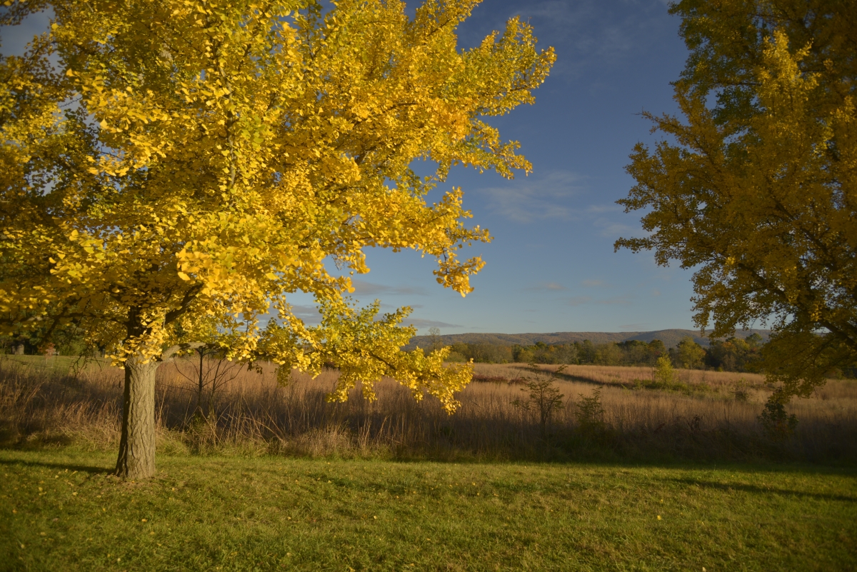 blandy experimental farm about