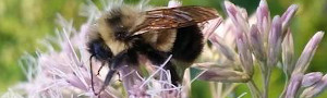 photo of rusty patched bumble bee on flower