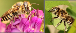 leafcutter bee collecting pollen and leaf