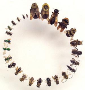 circle of bees of different species