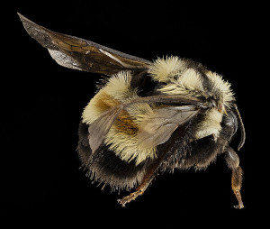 photo of rusty patched bumble bee