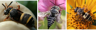 pictures of 3 cuckoo bees