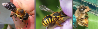pictures of 3 invasive bees