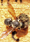Megachile pugnata capping nest