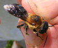 picture of Megachile sculpturalis