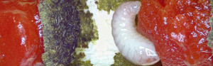 Osmia bucephala larva on red pollen