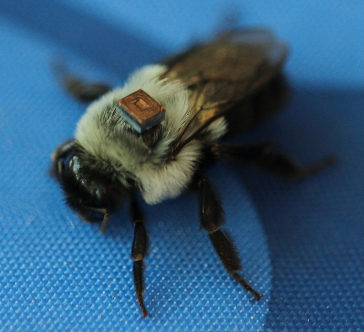Photo of bumble bee with RFID tag