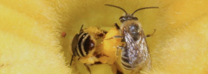 male and female squash bee in flower