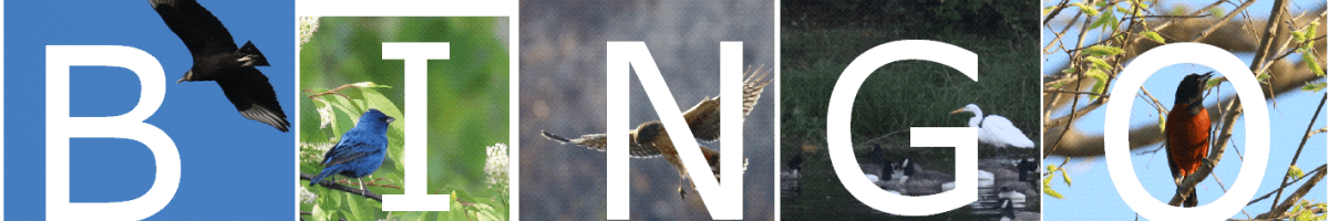 Bird photos of vulture, indigo bunting, egret, and oriole