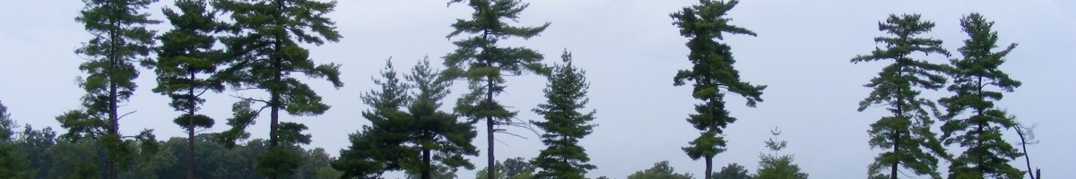 photo of pines