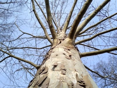 Trunk and bare branches of a sycamore tree with blue sky in the background