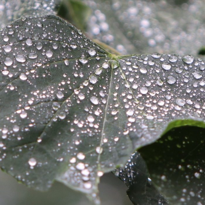 Water Droplets on Redbud Leaves