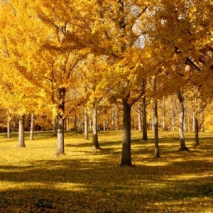 ginkgo trees with golden leaves