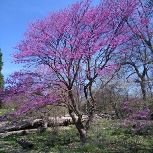 flowering redbud tree