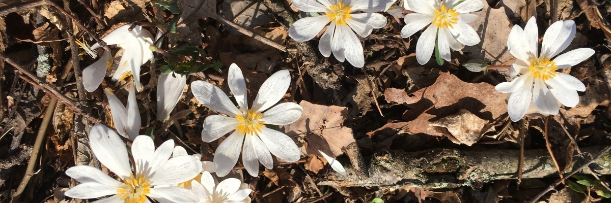 White bloodroot flowers surrounded by brown leaf litter