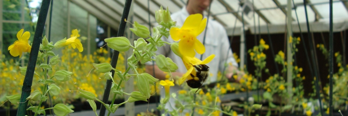 REU student works in the background while a bumblebee visits a yellow flower inside a greenhouse