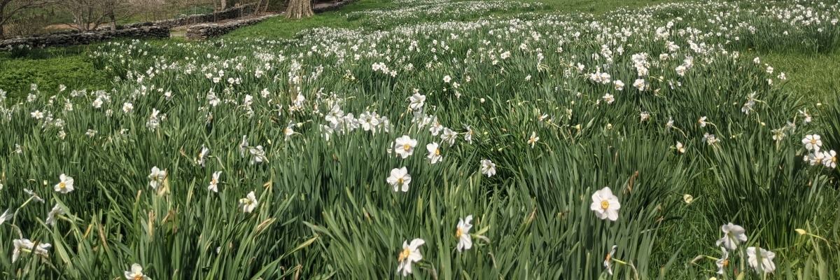 Field of white daffodils with trees and a building in the background