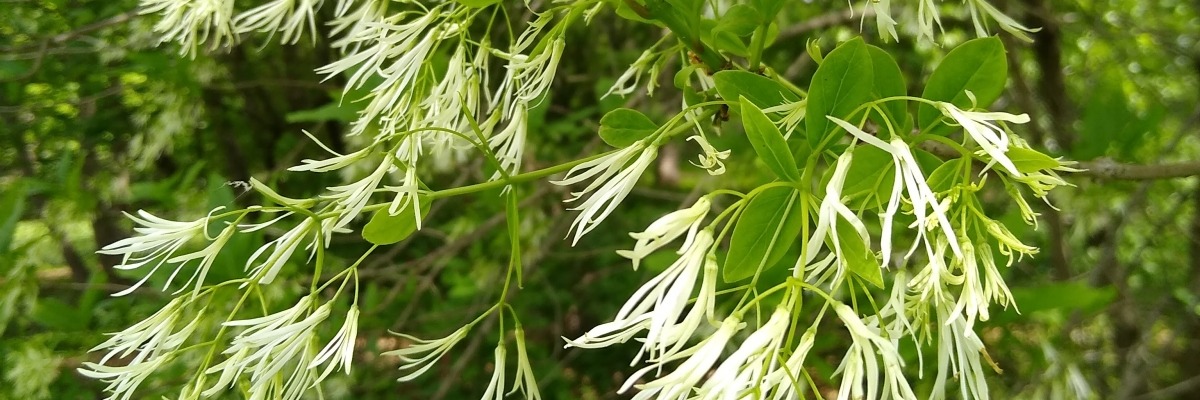 closeup of white fringe tree flowers and green leaves