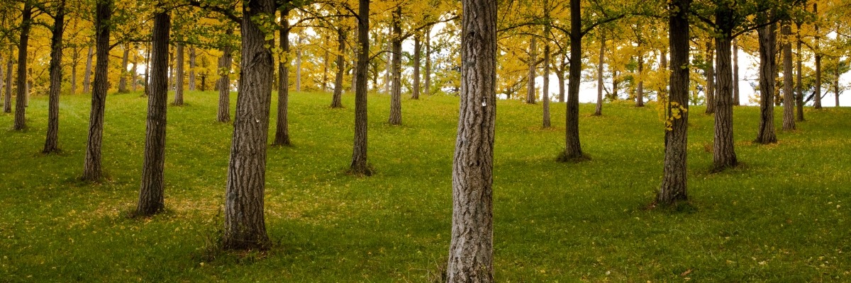 ginkgo trees turning yellow