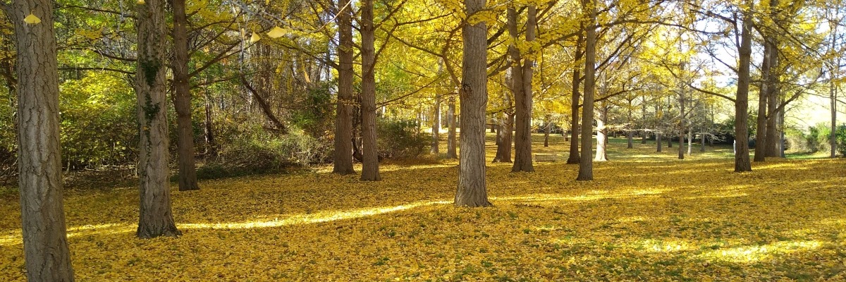 ginkgo trees surrounded by fallen yellow leaves