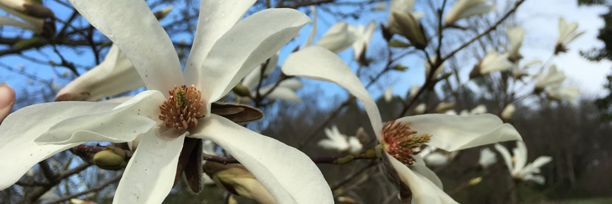 white flowers on a tree against a blue sky
