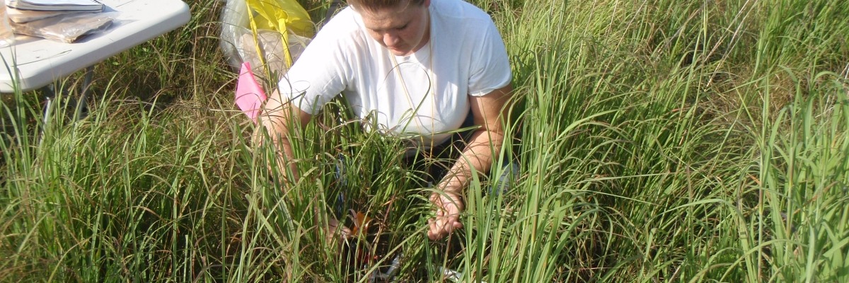 REU student samples grasses