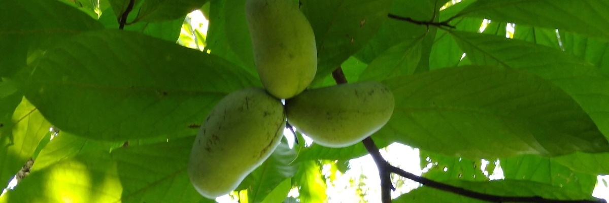 Paw Paw Fruits and Leaves from below the canopy