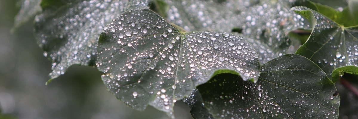 Water Droplets on Redbud Leaves