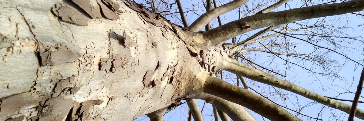 Looking up the trunk of a Sycamore with no leaves into the sky