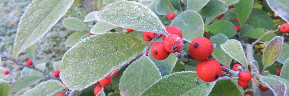 close up of frosted green leaves on branches with bright red berries