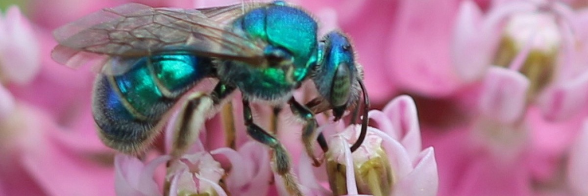 blue bee on milkweed