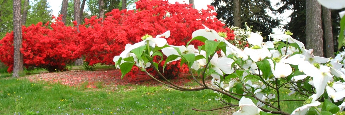 branch with white flowers in front of a red shrub