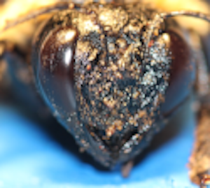 carpenter bee covered in resin