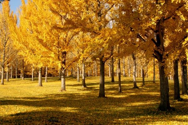 ginkgo trees with golden leaves